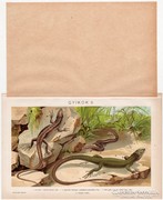 Gyíkok, Pallas színes nyomat 1895, gyík, mereszke