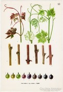 Szőlő III., színes nyomat 1961, növény, gyümölcs, bor