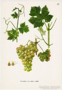 Szőlő II., színes nyomat 1961, növény, gyümölcs, bor