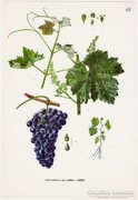 Szőlő I., színes nyomat 1961, növény, gyümölcs, bor