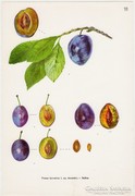 Szilva II., színes nyomat 1961, növény, gyümölcs