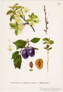 Szilva I., színes nyomat 1961, növény, gyümölcs