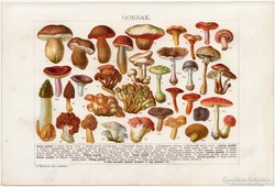 Gombák, színes nyomat 1912, gomba, csiperke, szarvasgomba