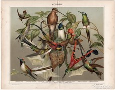 Kolibrik, Pallas színes nyomat 1896, eredeti, antik, madár