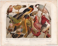 Külföldi szobamadarak, színes nyomat 1896, madár, pinty