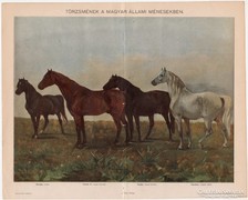 Törzsmének, színes nyomat 1898, ló, Nonius, Primás II. 