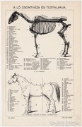 A ló csontváza és testalakja, nyomat 1916, eredeti, Révai