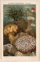 Tengeri anemonák II., színes nyomat 1894, tenger, tengerirózsa, virágállat, aktinia, anemona