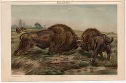 Bölény, színes nyomat 1894, Amerika, őshonos, állat, eredeti, régi
