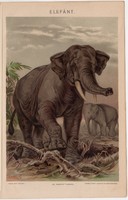 Elefánt, színes nyomat 1896, állat, eredeti, Afrika, India, Fischer L., régi