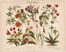 Teremnövények I., színes nyomat 1898, növény, virág, selyemmályva, sarkantyúka
