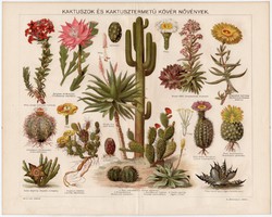 Kaktuszok és kaktusztermetű kövér növények, színes nyomat 1896, növény, virág, agáve, kaktusz