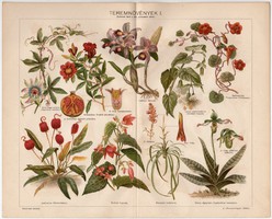 Teremnövények I., színes nyomat 1898, növény, virág, selyemmályva, sarkantyúka