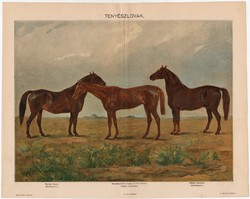 Tenyészlovak, Pallas színes nyomat 1898, eredeti, Furioso, Kincsem, Gidran, régi, antik, ló