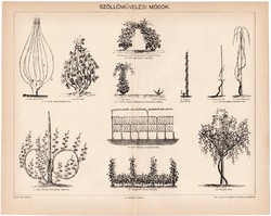 Szőlőművelési módok, Pallas nyomat 1896, eredeti, borászat, szőlő, szőllő, bor