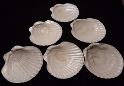 6 db valódi kagyló tányér tálaló tálka 13 x 13 cm