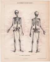 Az ember csontváza I., színes nyomat 1894, orvos, anatómia, csontváz, csont, koponya, bonctan