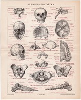 Az ember csontváza II., színes nyomat 1894, orvos, anatómia, csontváz, csont, koponya, csont, fog