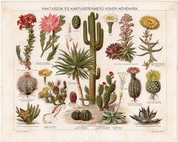 Kaktuszok és kaktusztermetű kövér növények, színes nyomat 1896, növény, virág, agáve, kaktusz, régi