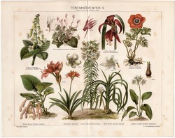 Teremnövények II., színes nyomat 1898, növény, virág, liliom, rózsa, kedves könnyecske, szobanövény