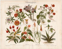 Teremnövények I., színes nyomat 1898, növény, virág, selyemmályva, sarkantyúka, szobanövény, régi
