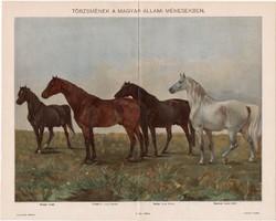 Törzsmének, színes nyomat 1898, ló, Nonius, Primás II., Obolyán, Maestoso, lipicai, angol, arab