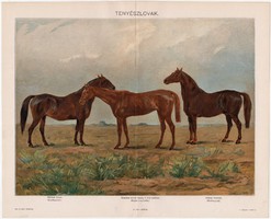 Tenyészlovak, Pallas színes nyomat 1898, eredeti, Furioso, Kincsem, Gidran, régi, antik, ló