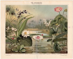 Vízi növények, színes nyomat 1898, eredeti, növény, virág, lótuszvirág, káka, nelumbórózsa