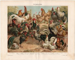 Tyúkfajták, színes nyomat 1898, tyúk, kakas, arany bantam, háziállat, eredeti, régi, brahmaputra