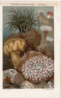 Tengeri anemonák, színes nyomat 1894, tenger, tengerirózsa, virágállat, aktinia, anemona