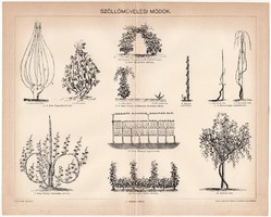 Szőlőművelési módok, egy színű nyomat 1898, szőlő, bor, művelés, borászat, lexikon melléklete, régi