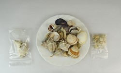 0P177 Régi kagyló csiga tengeri kőzet csomag