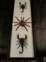 Preparált skorpió és pók falikép