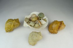 0O915 Régi kagyló csiga tengeri kőzet csomag