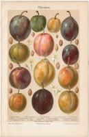 Szilva, színes nyomat 1906, német nyelvű, litográfia, mirabelle, jeffersons, gyümölcs, eredeti 