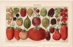 Bogyós gyümölcsök, színes nyomat 1905, német nyelvű, litográfia, málna, áfonya, eper, gyümölcs