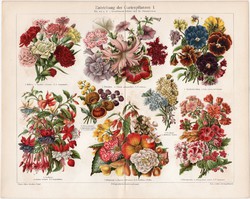 Kerti virágok, színes nyomat 1906, német nyelvű, litográfia, eredeti, növény, virág, szegfű, régi