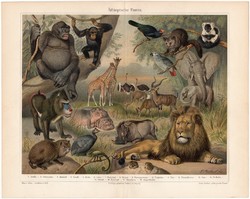 Afrika, etiópiai állatvilág, színes nyomat 1903, német nyelvű, litográfia, állat, oroszlán, majom