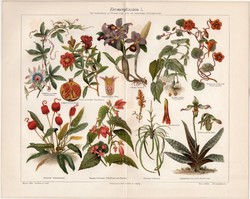 Szobanövények I., színes nyomat 1903, német nyelvű, litográfia, eredeti, növény, virág, tél, régi