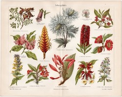 Növények, színes nyomat 1908, német nyelvű, litográfia, eredeti, növény, virág, forma, latin