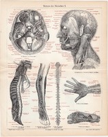 Idegrendszer, színes nyomat 1906, német nyelvű, litográfia, anatómia, gyógyászat, ember, orvos, ideg