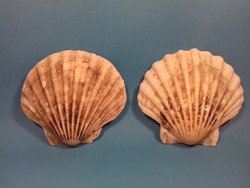 Nagyméretű tengeri Shell kagyló 2 db