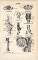 Gége, színes nyomat 1905, német nyelvű, litográfia, gyógyászat, ember, orvos, száj, légzés, hang