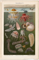 Tenger állatvilága, nyomat 1906, német nyelvű, eredeti, litográfia, medúza, tenger, óceán, polip