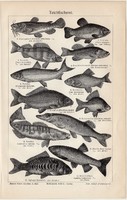 Tavi halak, egyszínű nyomat 1905, német nyelvű, eredeti, hal, állat, tó, ponty, maréna, keszeg