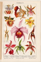 Orchidea II, színes nyomat 1907, német nyelvű, virág, növény, Aganisis tricolor, eredeti, litográfia