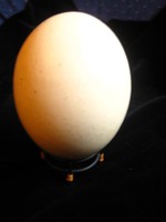 Strucc tojás  tartójával  18x12 cm 