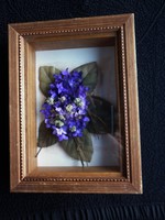 Violet flower in a glass frame