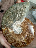 Hatalmas méretű, ritka, több millió éves ammonitesz, ammonita, lábasfejű, fosszília 25 cm 3.6 kg