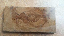 Csiszolt márványba ágyazódott őshal? fosszília